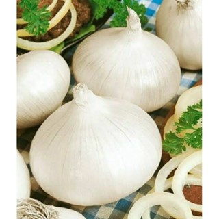 เมล็ดพันธุ์หัวหอมหวานสเปนสีขาว (White Sweet Spanish Onion Seed) บรรจุ 100 เมล็ด ของแท้ คุณภาพดี ราคาถูก นำเข้าจากต่างประ