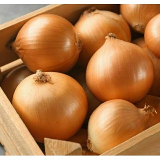 เมล็ดพันธุ์หัวหอมหวานสเปนสีเหลือง (Yellow Sweet Spanish Onion Seed) บรรจุ 100 เมล็ด ของแท้ คุณภาพดี ราคาถูก นำเข้าจาก
