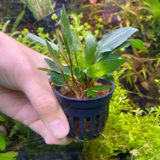 คริป Cryptocoryne ​petchi​i พร้อมปลูก (ต้นไม้น้ำ) ***กรุณาอ่านรายละเอียดก่อนสั่งซื้อ***