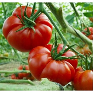 เมล็ดพันธุ์มะเขือเทศเนื้อ ซูเปอร์ มาร์แมนด์ (Super Marmande Beefsteak Tomato Seed) บรรจุ 15 เมล็ด ของแท้ คุณภาพดี นำเข้า