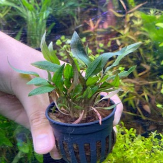 cryptocoryne​ walkeri​i คริปว๊อกคารี่ พร้อมปลูก (ต้นไม้น้ำ) ***กรุณาอ่านรายละเอียดก่อนสั่งซื้อ***