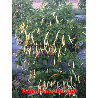 พริกเหลืองพัทลุง/500เมล็ด(3แถม1)เมล็ดพันธุ์พริก