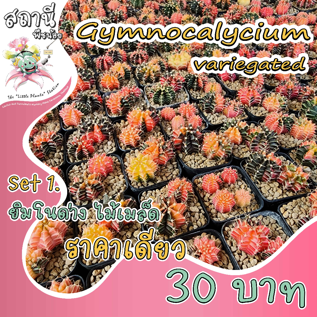 (SET.1) ราคาเดียว 30 บาท Gymnocalycium variegated ยิมโนด่าง ไม้เมล็ด กระบองเพชร ไม้อวบน้ำ succulent แคคตัส cactus