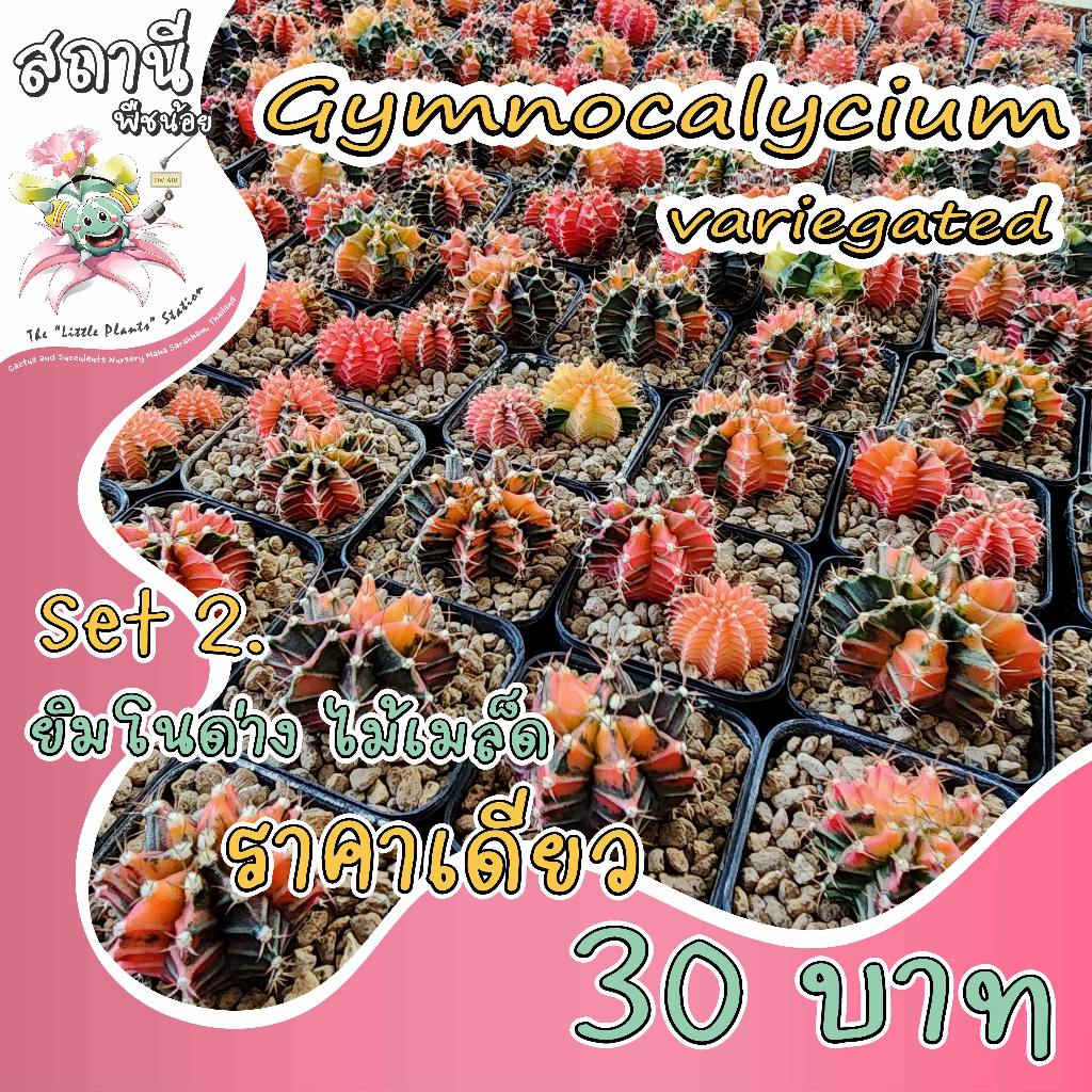 (SET.2) ราคาเดียว 30 บาท Gymnocalycium variegated ยิมโนด่าง ไม้เมล็ด กระบองเพชร ไม้อวบน้ำ succulent แคคตัส cactus