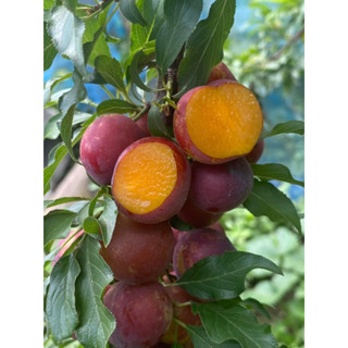 เชอรี่ดอย ออแกนิกเก็บสดจากสวน 1กก