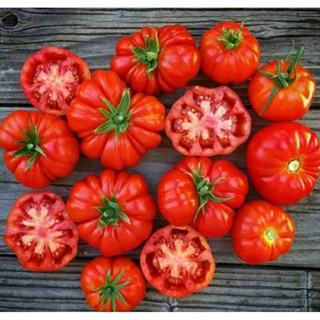 เมล็ดพันธุ์มะเขือเทศเนื้อ เรด รอสโซ่ ซิซีเลียน (Red Rosso Sicilian Tomato Seed) บรรจุ 15 เมล็ด ของแท้ คุณภาพดี ราคาถูก