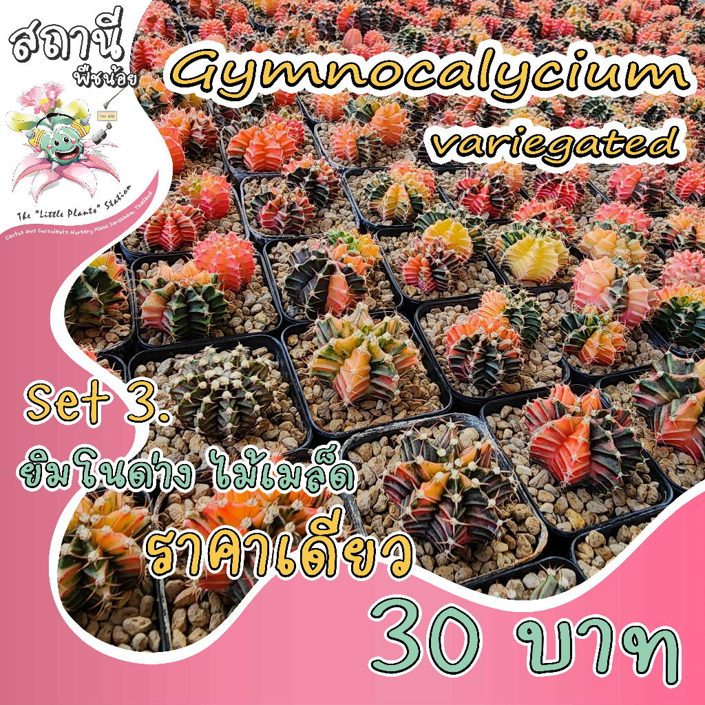 (SET.3) ราคาเดียว 30 บาท Gymnocalycium variegated ยิมโนด่าง ไม้เมล็ด กระบองเพชร ไม้อวบน้ำ succulent แคคตัส cactus