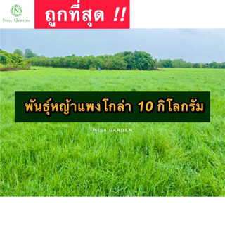 บรรจุ 10 กิโลกรัม พันธุ์หญ้าแพงโกล่า หญ้าเลี้ยงสัตว์ หญ้าแพงโกล่า