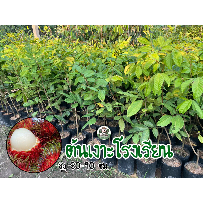 ต้นเงาะโรงเรียน แบบติดตา ให้ผลผลิตไว เนื้อเงาะหนา หวาน กรอบ ร่อน