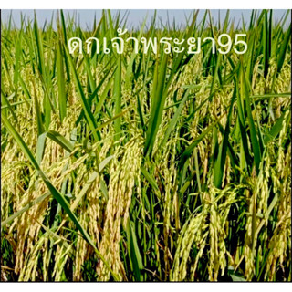 ดกเจ้าพระยา 95 (กข 95) บรรจุ 25 กก.