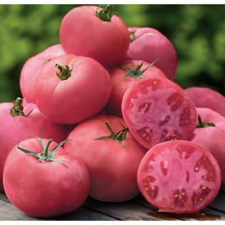 เมล็ดพันธุ์มะเขือเทศเนื้อ บิ๊ก พิงค์ (Big Pink Tomato Seed) บรรจุ 15 เมล็ด ของแท้ คุณภาพดี ราคาถูก นำเข้าจากต่างประเทศ