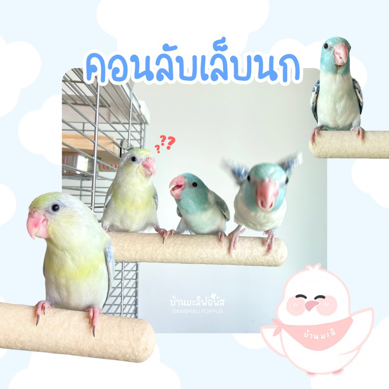 คอนลับเล็บ คอนยืนนกแก้ว คอนนกแก้ว ราคา ถูกที่สุด ดีลบีเคเค