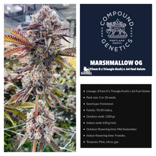 กิ่งชำ ต้นโคลนพันธุ์ Mashmallow OG ค่าย Compound เพศเมีย💯ปลูกจากเมล็ดค่ายแท้💯