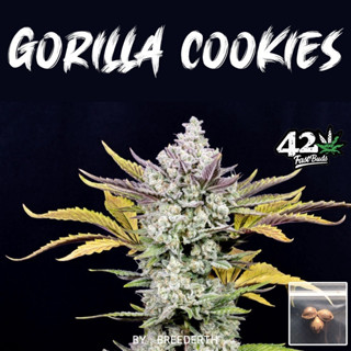 เมล็ดกัญชา Gorilla Cookies บีดไทย เมล็ดพันธุ์กัญชา สายพันธุ์แท้ พร้อมส่ง ราคาต่อ 1 เมล็ด ไม่งอก เคลมฟรี 1 ครั้ง