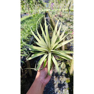 Tillandsia capitata yellow ทิลแลนเซีย คาปิตาตาดอกสีเหลือง