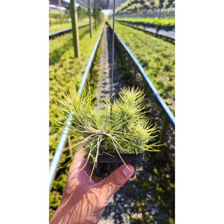 Tillandsia funckiana ทิลแลนเซียฟังเกียน่าพร้อมแขวน พร้อมปลูก