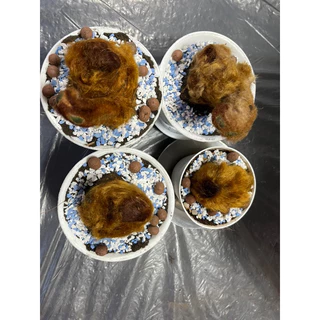 ต้นว่านลูกไก่ทองคำขนาดเล็กพร้อมกระถาง