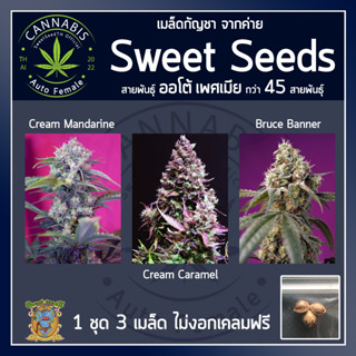 [ FOTO คัดเพศเมีย] เมล็ดกัญชา เมล็ดพันธุ์กัญชา GreenPoison, FlashBack, GorillaGirl ค่าย SweetSeeds บรีดไทย เคลมฟรี