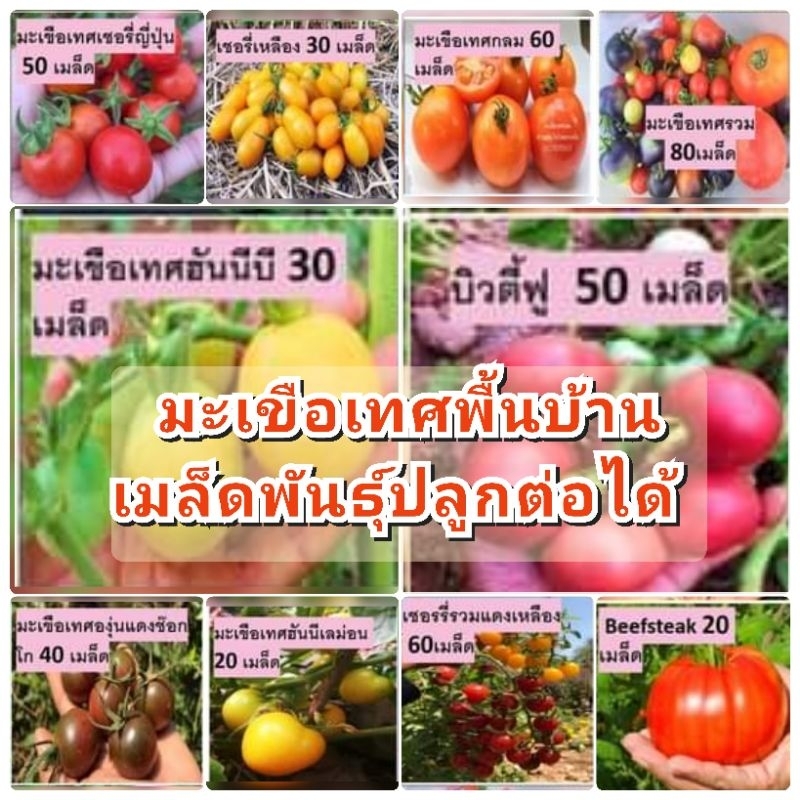 เมล็ดพันธุ์มะเขือเทศพื้นบ้าน เมล็ดพันธุ์ปลูกต่อได้
