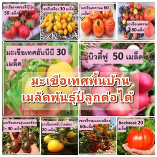 เมล็ดพันธุ์มะเขือเทศพื้นบ้าน เมล็ดพันธุ์ปลูกต่อได้