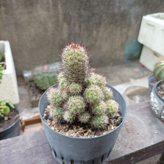 แมมหนามตะขอ Mammillaria Beneckei