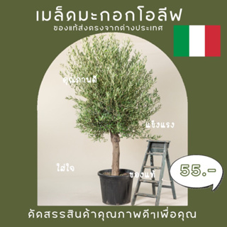 🚨เหลือ30เมล็ดสุดท้าย🚨เมล็ดมะกอกโอลีฟ Olive Tree Seeds (Olea Europaea)