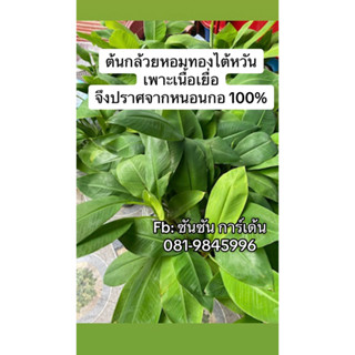 ต้นกล้วยหอมทอง 🌿เพาะเนื้อเยื่อ🌿จึงปราศจากหนอนกอ 100% 🌿รับประกันความเสียหายจากการขนส่ง