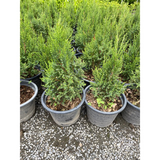ต้นสนไทรเงินไม้มงคลJuniperus scopulorumต้นสนทรงคริสต์มาส/จัดส่งพร้อมกระถาง11นิ้ว ไม้มงคล