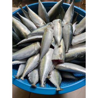 ปลาทูแมวก้างนิ่มพร้อมทาน แพค 500 g.