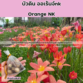 🌷หัวบัวดินออเร้นจ์เอ็นเค Orange NK