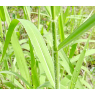 ต้นพันธุ์ หญ้าขน (Para Grass)หญ้าอาหารสัตว์ กระต่าย หนูแกสบี้ เต่า ทีนิยมปลูก มีคุณค่าทางโภชนาการสูง ถุงดำ29บ