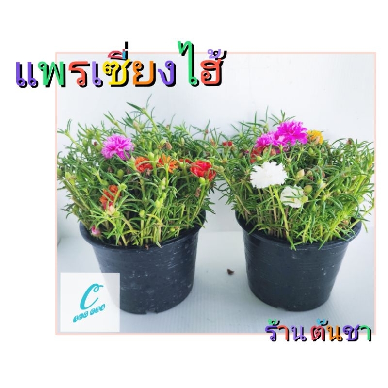 แพรเซี่ยงไฮ้ พร้อมปลูก และ ขยายพันธุ์ กระถาง 6 นิ้ว