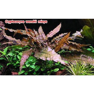 Cryptocoryne ​wendtii​ mioya คริปมิโอย่า พร้อมปลูก ต้นไม้น้ำตกแต่งตู้ปลา ***กรุณาอ่านรายละเอียดก่อนสั่งซื้อ***