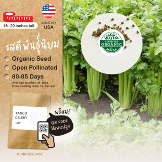 เมล็ดผักนำเข้า เซเลอรี่ Tango Celery (Organic Seed) ขึ้นฉ่ายฝรั่ง คื่นช่ายฝรั่ง