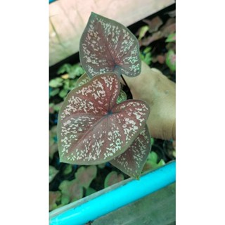 บอนสีพญามนต์caladium