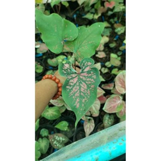 บอนสีท้าวโกศัยcaladium