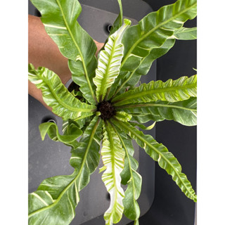 ข้าหลวงด่าง Asplenium fuzzy variegated