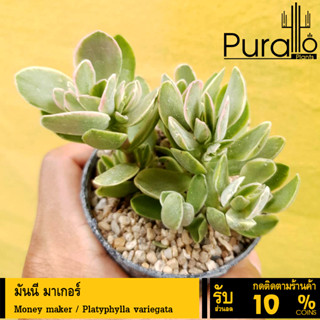 ต้นไม้อวบน้ำ กุหลาบหิน มันนี มาเกอร์ Money maker / Platyphylla variegata #succulent #ไม้ด่าง