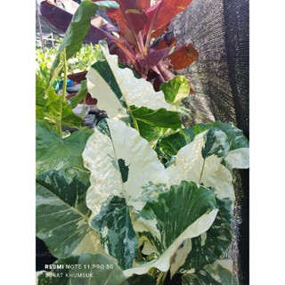 บอนกระดาดด่าง แบบชำ และตัดสดAlocasia macrorrhizos