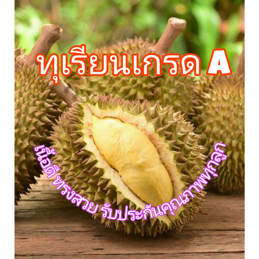 Monthong durian ทุเรียนหมอนทองชุมพรเกรดA+
