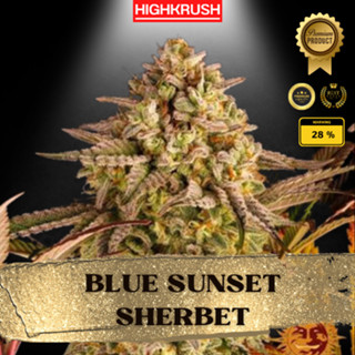 Blue Sunset Sherbet ค่าย Barneys Farm โฟโต้ ลำต้นแข็งแรงพร้อมลงดิน ต้นชำกัญชา,ต้นโคลนนิ่งกัญชา,ต้นกัญ,ต้นชำ