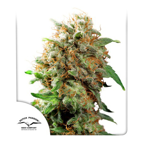 Mazar 3 feminized cannabis seeds เมล็ดกัญชา  Dutch Passion