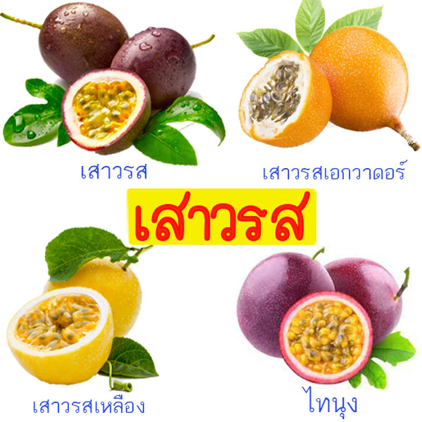 เสาวรส📌รวมทุกสายพันธุ์📌10แถม1🎯ถูกที่สุด10บ.🎯เมล็ดพันธุ์เสาวรส 5-20เมล็ด🌱ปลูกง่าย🌱ทนร้อน🌱ผลดก