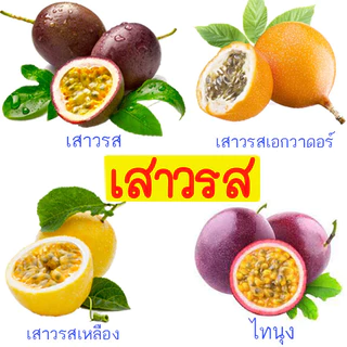 เสาวรส📌รวมทุกสายพันธุ์📌10แถม1🎯ถูกที่สุด10บ.🎯เมล็ดพันธุ์เสาวรส 5-20เมล็ด🌱ปลูกง่าย🌱ทนร้อน🌱ผลดก