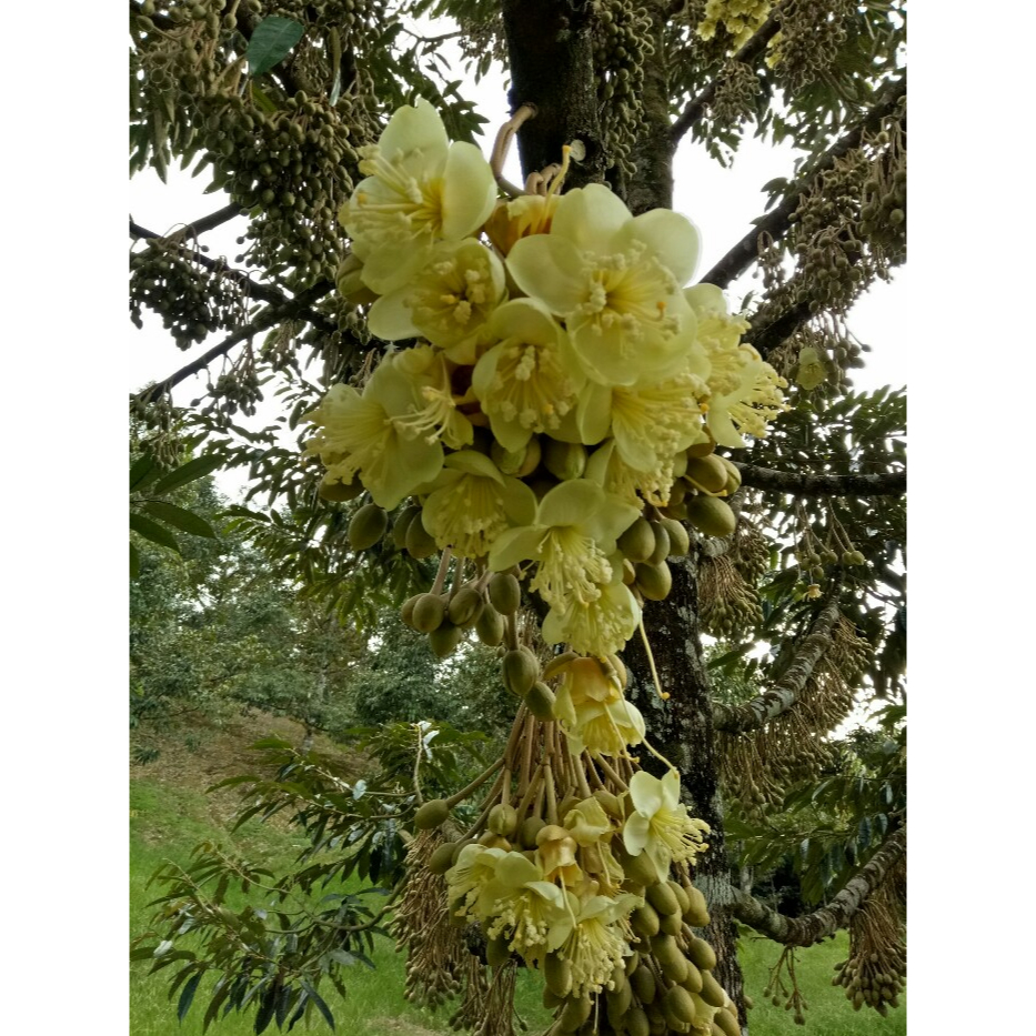 สาหร่าย สำหรับพืช สกัดเข้มข้น 100% ขนาด 500 กรัม - รูปที่ 6