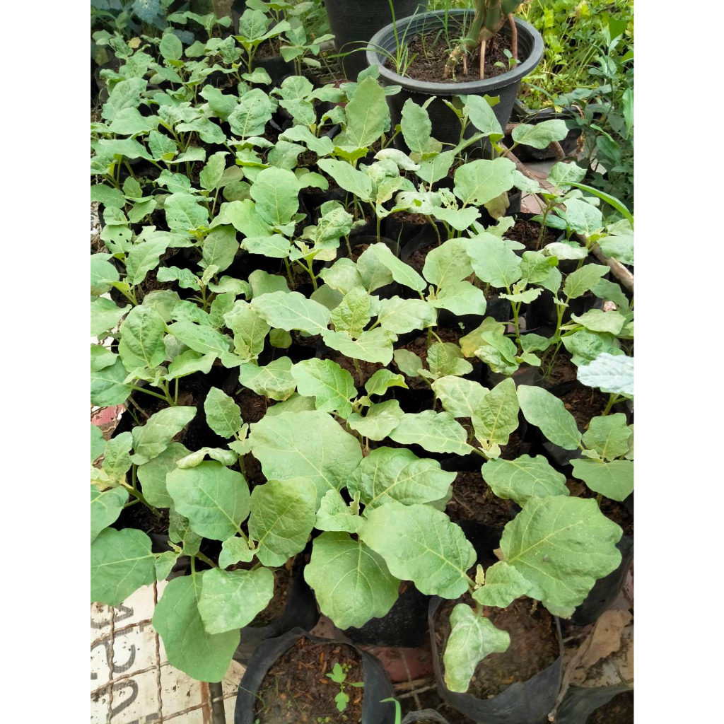 ต้นพันธฺฺุ์  ก้อมก่อเมือง ใส่แกงหน่ออร่อย พร้อมปลูกในถุงดำ 39 บาท