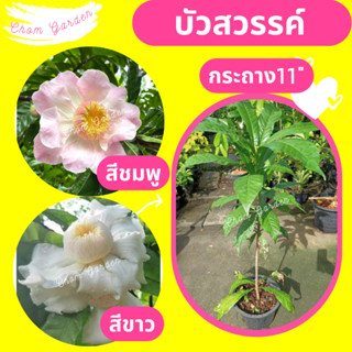 ต้นบัวสวรรค์ #บัวสวรรค์ #ดอกบัวสวรรค์ สีชมพู/สีขาว