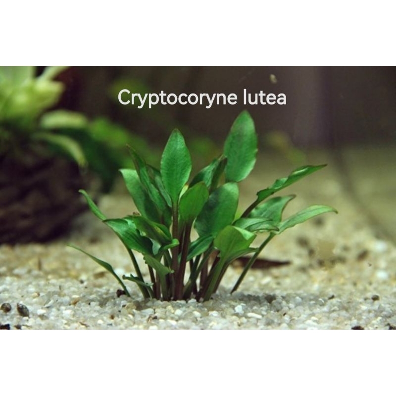 คริป cryptocoryne​ lutea​ คริป ลูเทียพร้อมปลูก  ต้นไม้น้ำ
