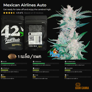 เมล็ดกัญชา Mexican Airlines Auto - Fastbuds Pack : 1 seed พร้อมแพ็คเกจค่าย เมล็ดกัญชาออโต้