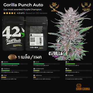 เมล็ดกัญชา Gorilla Punch Auto - Fastbuds Pack : 1 seed พร้อมแพ็คเกจค่าย เมล็ดกัญชาออโต้